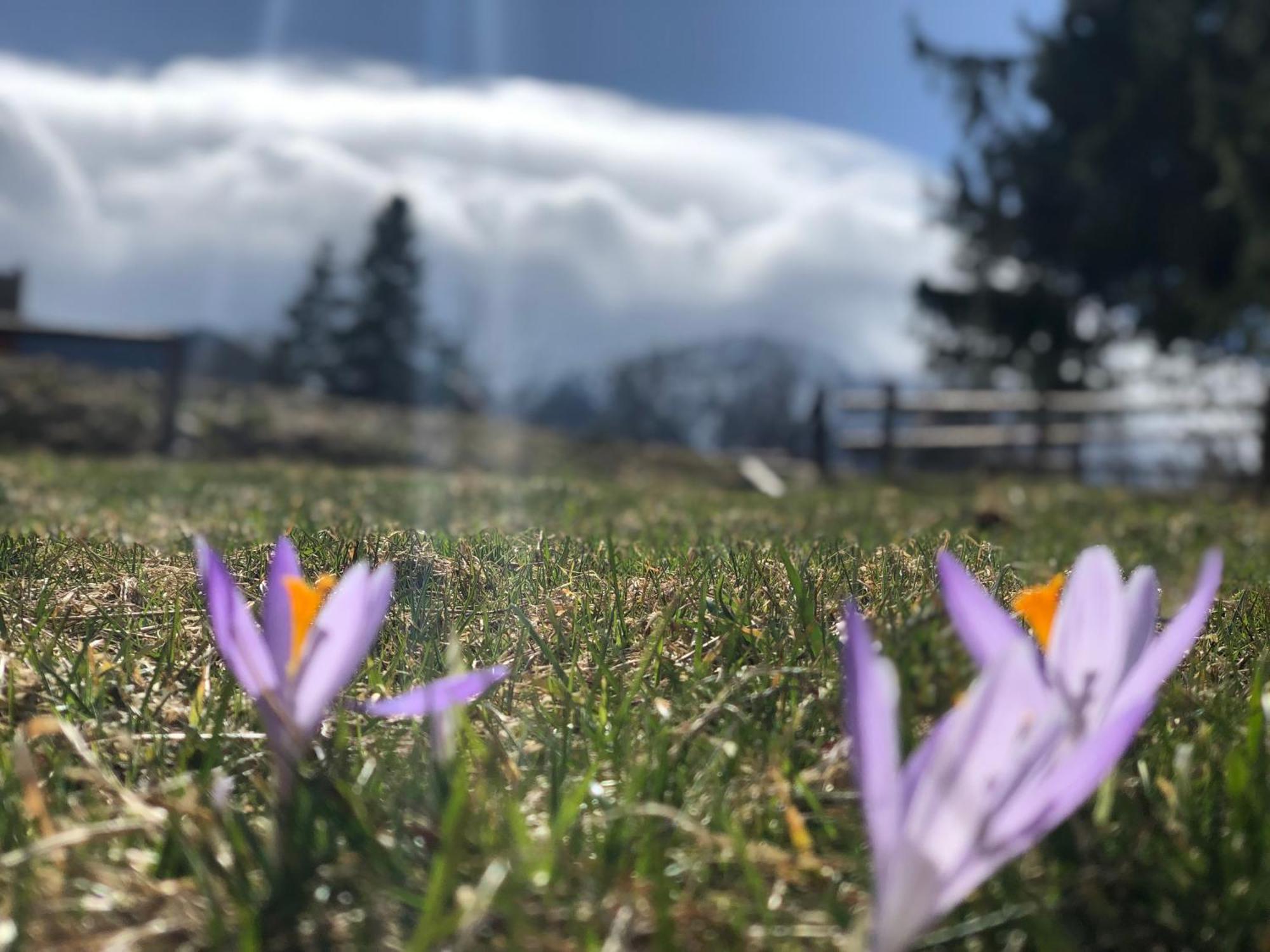 Geovita Zakopane Eksteriør bilde